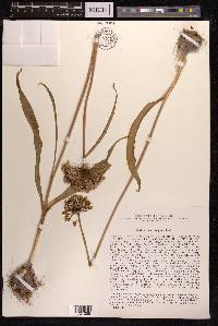 Allium decipiens image