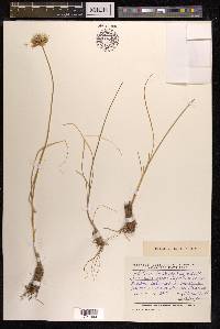 Allium barsczewskii image