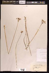 Allium anisopodium image