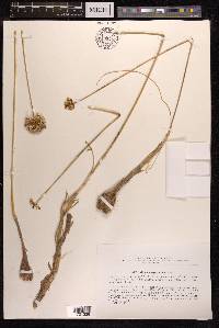 Allium dictyoscordum image