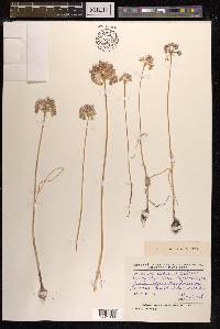Allium caesium image