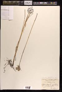 Allium anisopodium image
