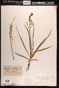 Anthericum liliago image