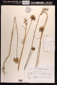 Allium convallarioides image