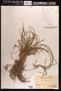 Ophiopogon japonicus image