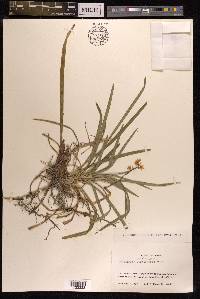 Ophiopogon planiscapus image