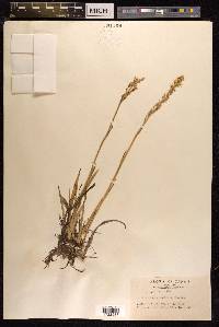 Narthecium asiaticum image