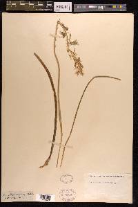 Ornithogalum narbonense image