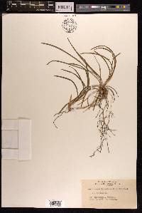 Ophiopogon japonicus image