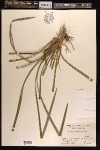 Ophiopogon japonicus image