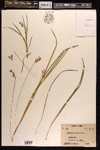 Ophiopogon japonicus image