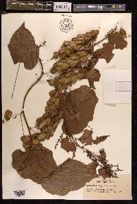 Dioscorea nipponica image