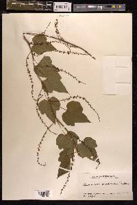 Dioscorea nipponica image