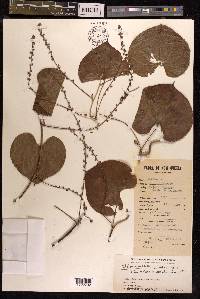 Dioscorea esculenta image