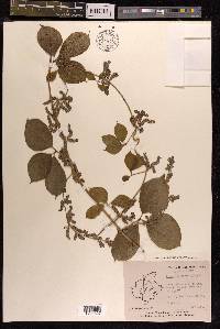 Dioscorea pentaphylla image