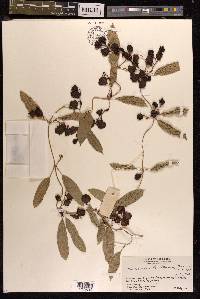 Dioscorea benthamii image