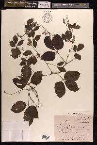 Dioscorea pentaphylla image