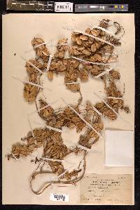 Dioscorea bulbifera image