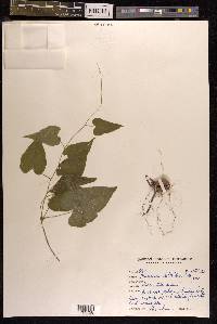 Dioscorea deltoidea image