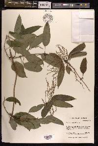 Dioscorea matsudai image