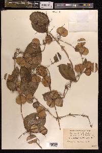 Dioscorea bulbifera image