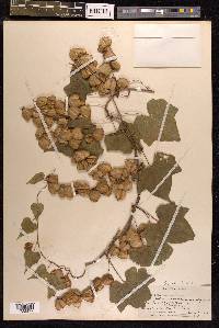 Dioscorea quinquelobata image