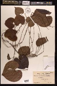 Dioscorea esculenta image