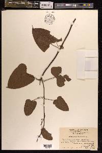 Dioscorea bulbifera image