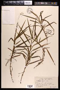 Burmannia longifolia image