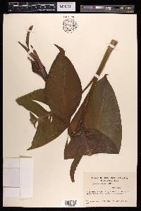 Canna indica image