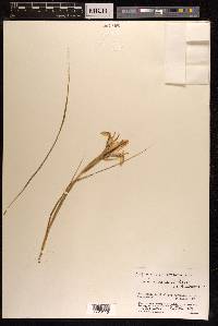 Iris aitchisonii image