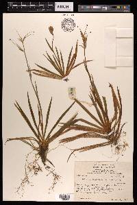 Libertia pulchella image