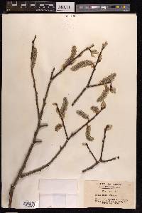 Salix caprea image