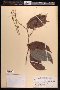 Homalium caryophyllaceum image