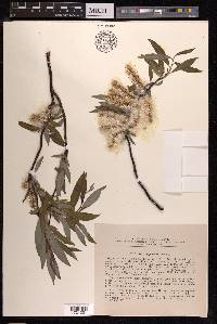 Salix boganidensis image