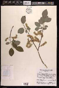 Salix caprea image