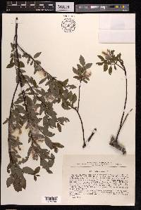 Salix arbuscula image