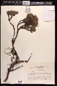 Salix berberifolia image