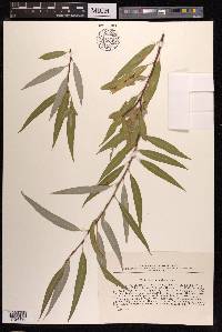 Salix acmophylla image
