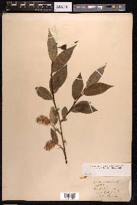 Salix pentandra image