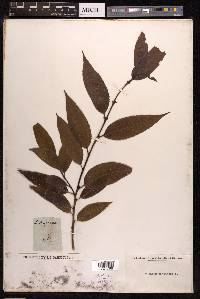 Salix pentandra image