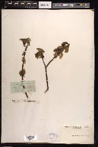 Salix phylicifolia image