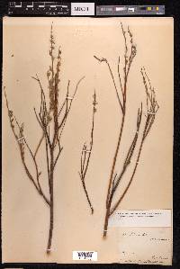 Salix rosmarinifolia image