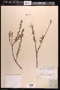 Salix rosmarinifolia image