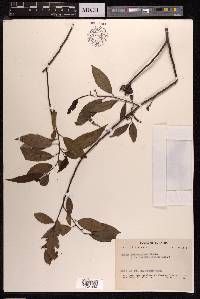 Salix tetrasperma image