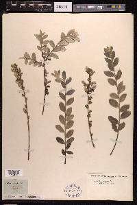 Salix repens image