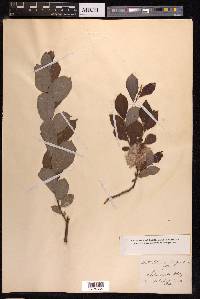 Salix starkeana image