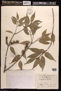 Lithocarpus uraianus image