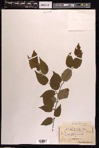 Carpinus laxiflora image