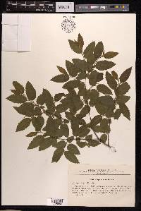 Carpinus orientalis image